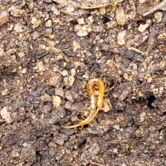 Cryptops sp. (genus) at Paddys River, ACT - 19 Mar 2022