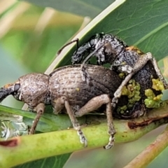 Perperus sp. (Unidentified Perperus weevil) at Paddys River, ACT - 19 Mar 2022 by trevorpreston