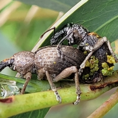 Perperus sp. (Unidentified Perperus weevil) at Namadgi National Park - 19 Mar 2022 by trevorpreston