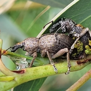 Perperus sp. at Paddys River, ACT - 19 Mar 2022