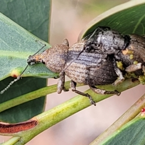 Perperus sp. at Paddys River, ACT - 19 Mar 2022