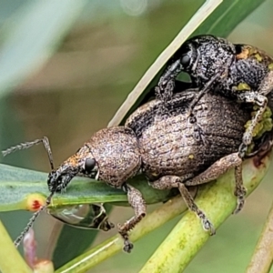 Perperus sp. at Paddys River, ACT - 19 Mar 2022 11:48 AM