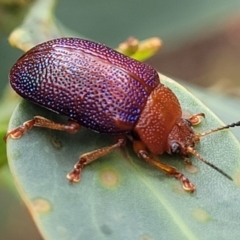 Calomela ioptera (A leaf beetle) at Paddys River, ACT - 19 Mar 2022 by trevorpreston