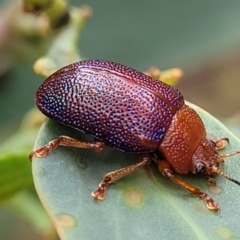 Calomela ioptera at Paddys River, ACT - 19 Mar 2022 12:10 PM