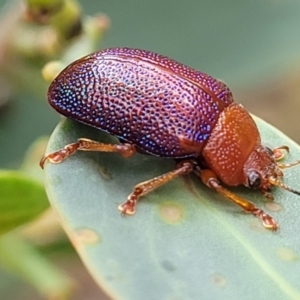 Calomela ioptera at Paddys River, ACT - 19 Mar 2022 12:10 PM