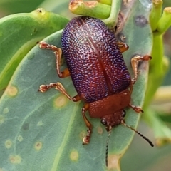 Calomela ioptera at Paddys River, ACT - 19 Mar 2022 12:10 PM