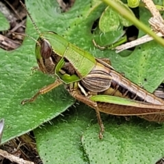 Praxibulus sp. (Short-winged Grasshopper) at Paddys River, ACT - 19 Mar 2022 by trevorpreston