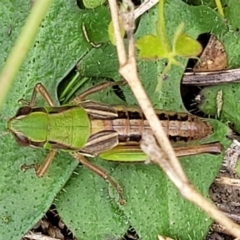 Praxibulus sp. (genus) at Paddys River, ACT - 19 Mar 2022 12:44 PM