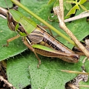 Praxibulus sp. (genus) at Paddys River, ACT - 19 Mar 2022