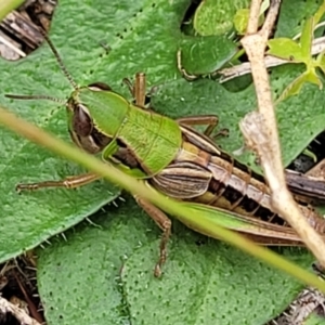 Praxibulus sp. (genus) at Paddys River, ACT - 19 Mar 2022