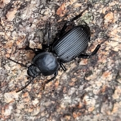 Cardiothorax monarensis (Darkling beetle) at Gibraltar Pines - 19 Mar 2022 by trevorpreston