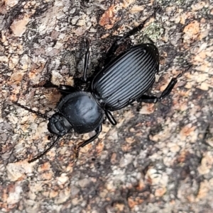 Cardiothorax monarensis at Paddys River, ACT - 19 Mar 2022