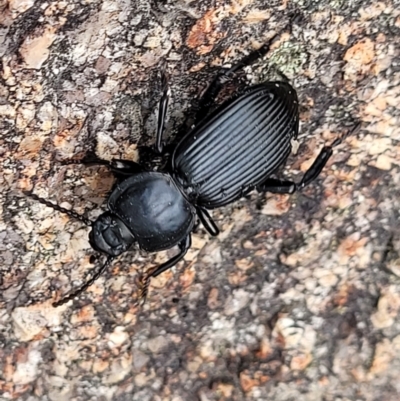 Cardiothorax monarensis (Darkling beetle) at Paddys River, ACT - 19 Mar 2022 by trevorpreston