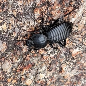 Cardiothorax monarensis at Paddys River, ACT - 19 Mar 2022