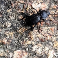 Cardiothorax monarensis at Paddys River, ACT - 19 Mar 2022