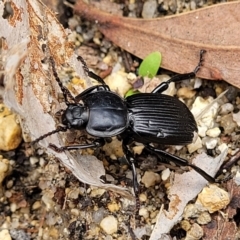 Cardiothorax monarensis at Paddys River, ACT - 19 Mar 2022