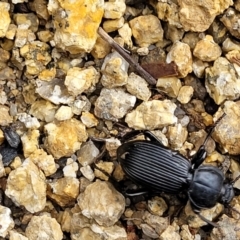 Cardiothorax monarensis at Paddys River, ACT - 19 Mar 2022