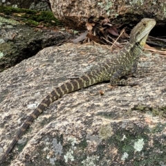 Intellagama lesueurii howittii (Gippsland Water Dragon) at Paddys River, ACT - 19 Mar 2022 by trevorpreston
