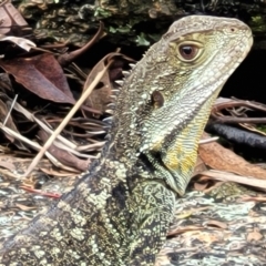 Intellagama lesueurii howittii at Paddys River, ACT - 19 Mar 2022