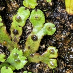 Marchantia sp. (genus) at Paddys River, ACT - 19 Mar 2022