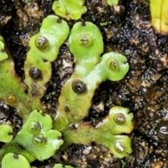 Marchantia sp. (genus) (A Liverwort) at Gibraltar Pines - 19 Mar 2022 by trevorpreston