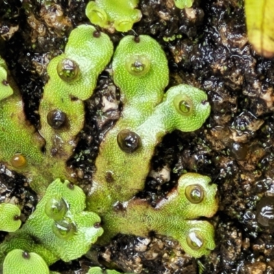 Marchantia sp. (genus) (A Liverwort) at Paddys River, ACT - 19 Mar 2022 by trevorpreston