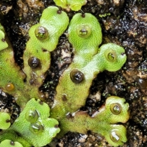 Marchantia sp. (genus) at Paddys River, ACT - 19 Mar 2022