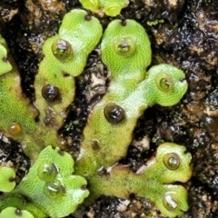 Marchantia sp. (genus) at Paddys River, ACT - 19 Mar 2022