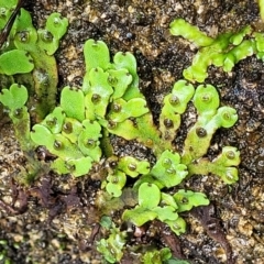 Marchantia sp. (genus) at Paddys River, ACT - 19 Mar 2022