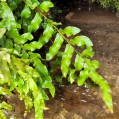 Blechnum minus (Soft water fern) at Paddys River, ACT - 19 Mar 2022 by trevorpreston