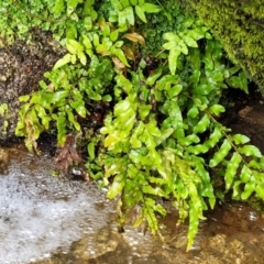 Blechnum minus at Paddys River, ACT - 19 Mar 2022 12:34 PM