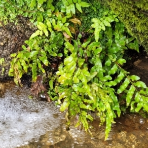 Blechnum minus at Paddys River, ACT - 19 Mar 2022