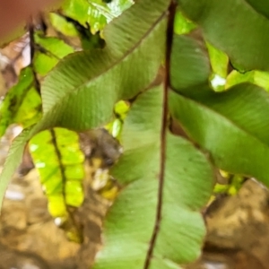 Blechnum minus at Paddys River, ACT - 19 Mar 2022