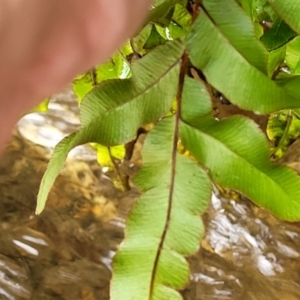 Blechnum minus at Paddys River, ACT - 19 Mar 2022