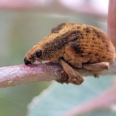 Gonipterus scutellatus (Eucalyptus snout beetle, gum tree weevil) at Paddys River, ACT - 19 Mar 2022 by trevorpreston