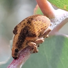 Gonipterus scutellatus at Paddys River, ACT - 19 Mar 2022