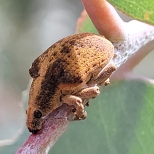 Gonipterus scutellatus at Paddys River, ACT - 19 Mar 2022