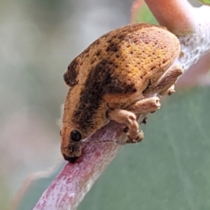 Gonipterus scutellatus at Paddys River, ACT - 19 Mar 2022