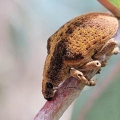 Gonipterus scutellatus at Paddys River, ACT - 19 Mar 2022