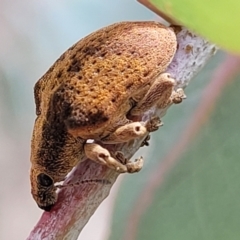 Gonipterus scutellatus at Paddys River, ACT - 19 Mar 2022