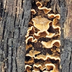 Stereum sp. at Paddys River, ACT - 19 Mar 2022