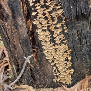 Stereum sp. at Paddys River, ACT - 19 Mar 2022