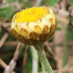 Coronidium monticola (Mountain Button Everlasting) at Paddys River, ACT - 19 Mar 2022 by trevorpreston