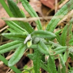 Coronidium monticola at Paddys River, ACT - 19 Mar 2022