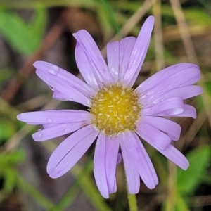 Brachyscome spathulata at Paddys River, ACT - 19 Mar 2022