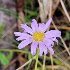 Brachyscome spathulata at Paddys River, ACT - 19 Mar 2022 12:26 PM