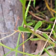 Brachyscome spathulata at Paddys River, ACT - 19 Mar 2022 12:26 PM