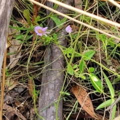 Brachyscome spathulata at Paddys River, ACT - 19 Mar 2022 12:26 PM