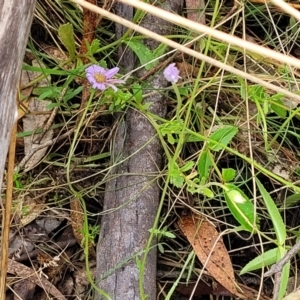 Brachyscome spathulata at Paddys River, ACT - 19 Mar 2022 12:26 PM