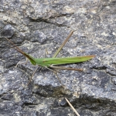Acrida conica (Giant green slantface) at Jerrabomberra, NSW - 19 Mar 2022 by SteveBorkowskis